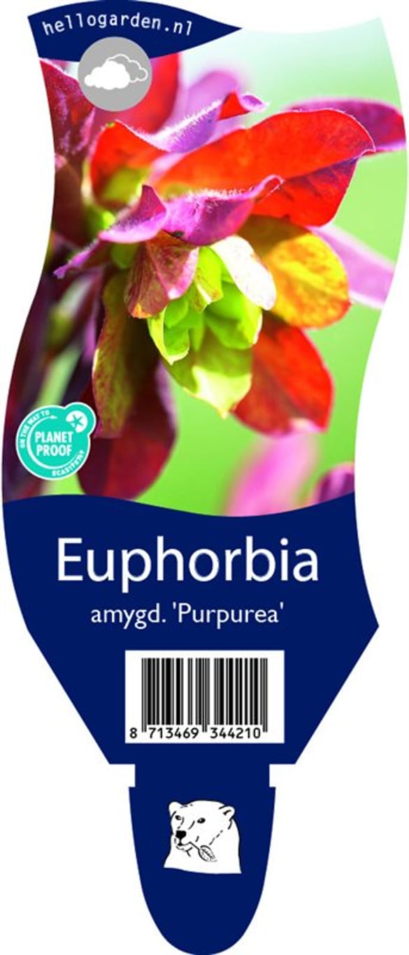 Euphorbia amygdal. 'Purpurea' - P11